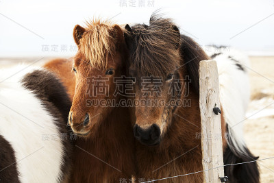 一群冰岛小马