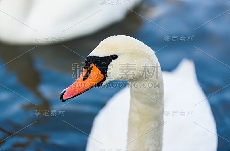 湖面上的白天鹅。野生动物在奥地利。格拉拉穆尔河上的大坝