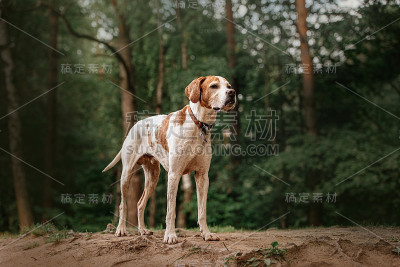 夏日里，一只老猎狗站在森林里