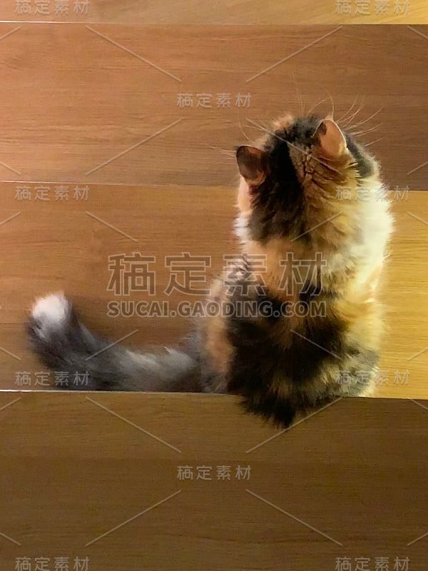 彩色的猫看什么都没有