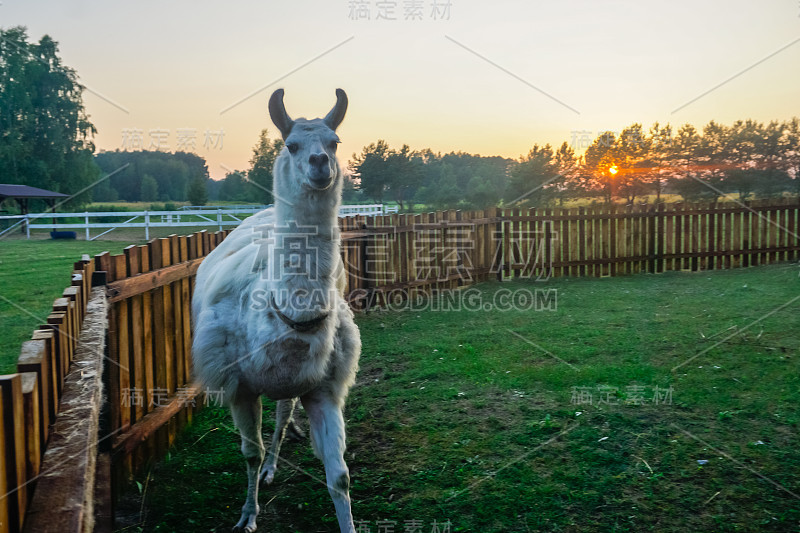 波兰一个村庄农场里的骆驼