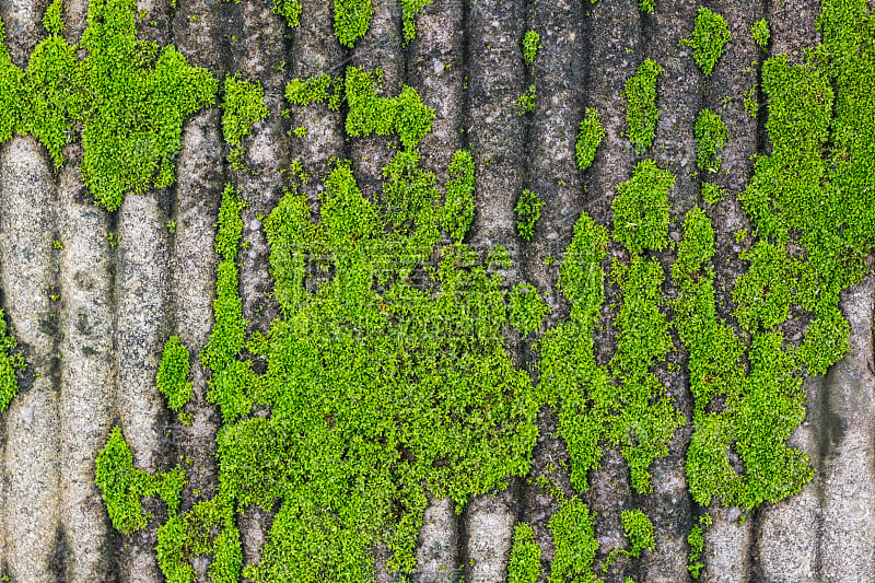 苔藓在墙壁上