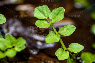 西洋菜，旱金莲