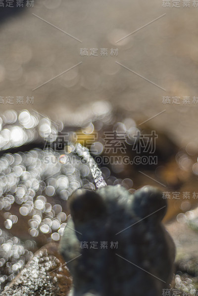 黄铜青蛙吐水