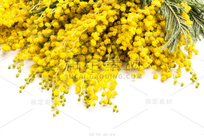 含羞草花以白色为背景，象征三八妇女节快乐
