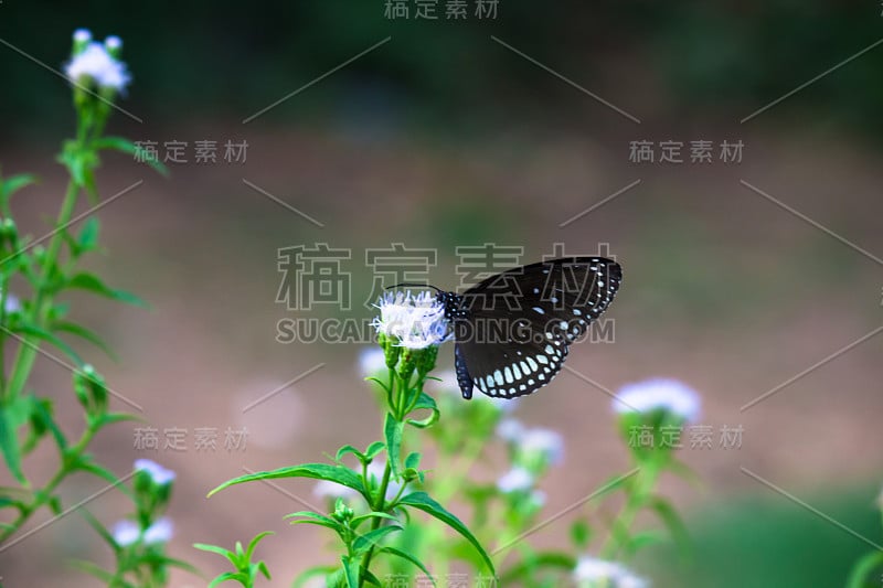 普通的乌鸦蝴蝶坐在花上喝花蜜