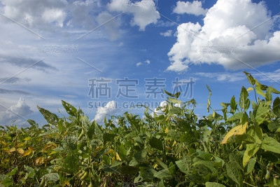 大豆种植园