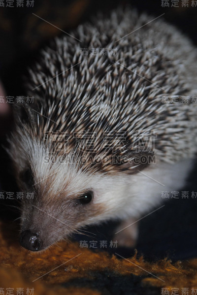 刺猬
