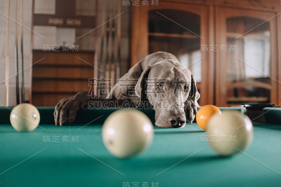 室内台球桌旁悲哀的威玛猎犬肖像