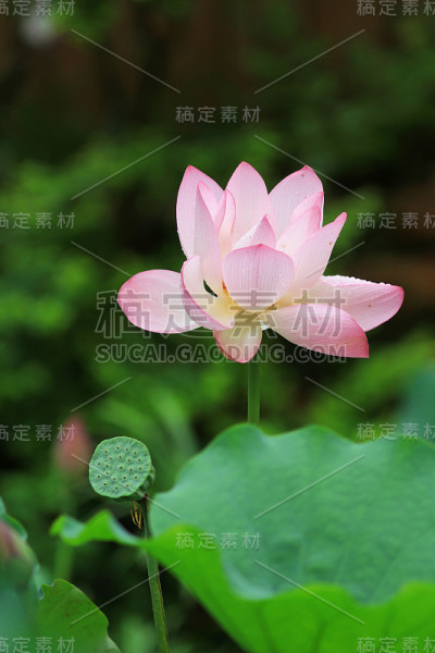 粉红色的荷花和绿色的叶子合上了