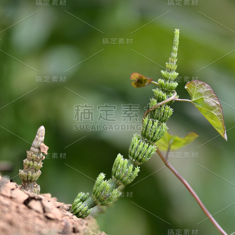 野马尾草和旋花草