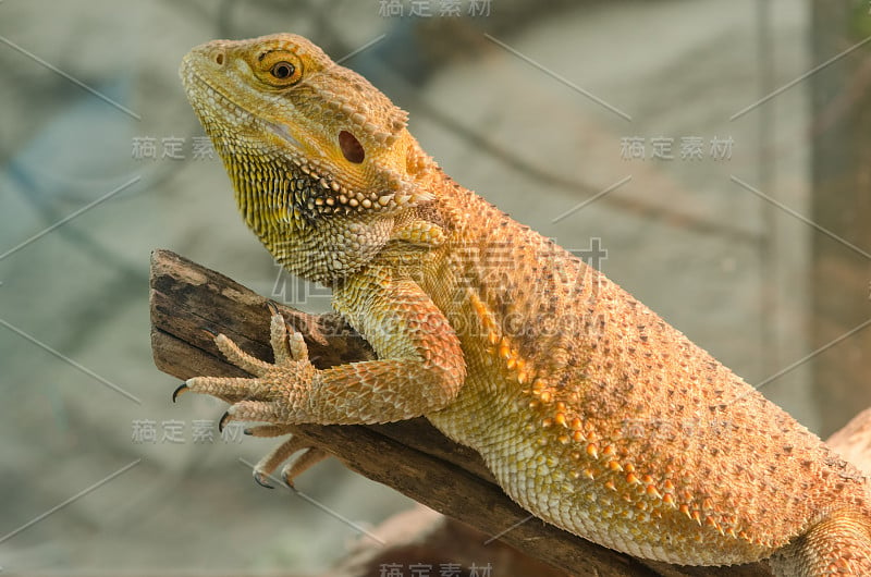 中央须龙(Pogona vitticeps)。