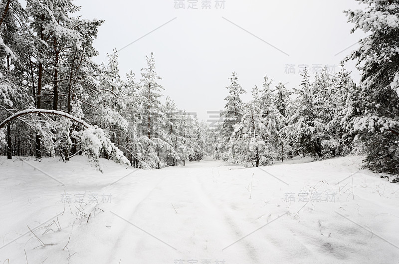 冬天的场景:道路和树上结着白霜的森林