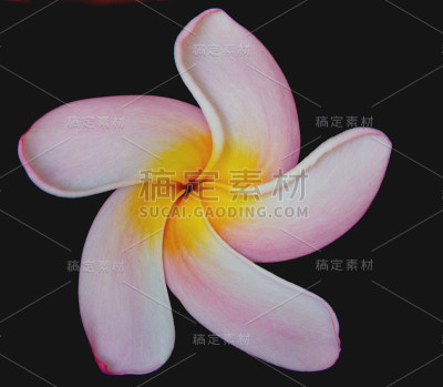 鸡蛋花花3