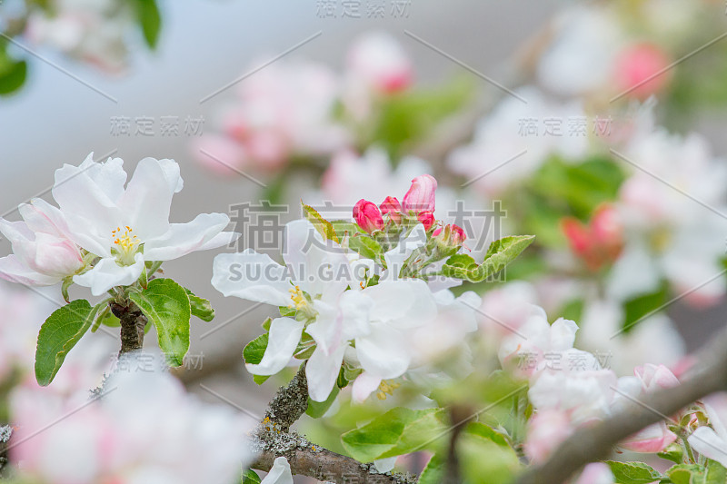 粉红色和白色的苹果树花和芽在春天的树枝上