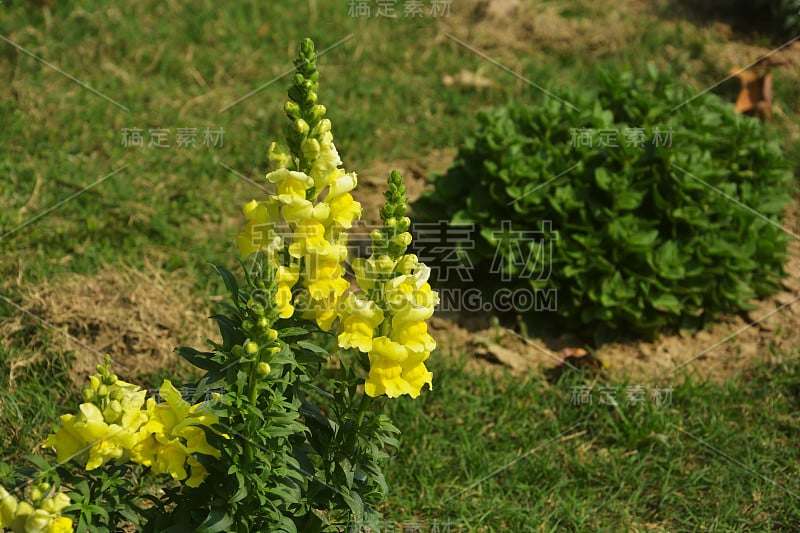 接近黄色，多年生鼠尾草，nemorosa，鼠尾草，丹参与绿叶生长在花园里，选择性聚焦