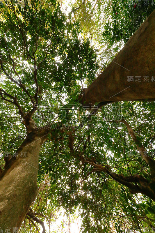 茶花，公园，茶花林，村庄，乡村，