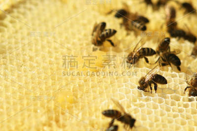 工蜂用蜂蜜填满蜂巢