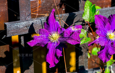 花园的花