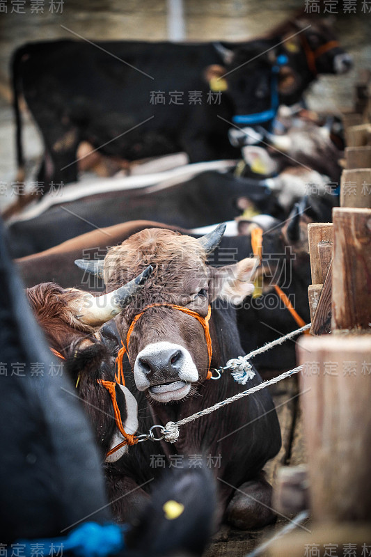 动物集市上的公牛。