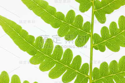 大蕨白
