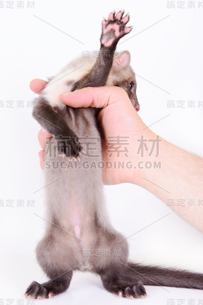 人类手中的貂