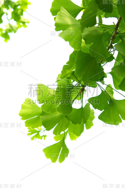 银杏树上长着绿叶。银杏树的叶子在淡淡的天空。