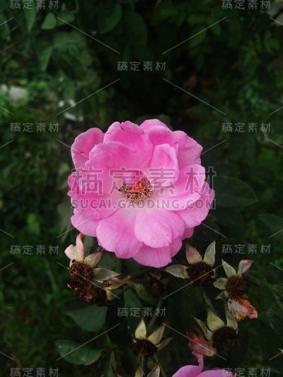 粉色玫瑰