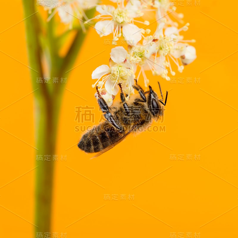 蜜蜂在橙色背景前觅食