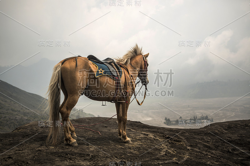 灰马在火山附近的布罗莫，爪哇，印度尼西亚