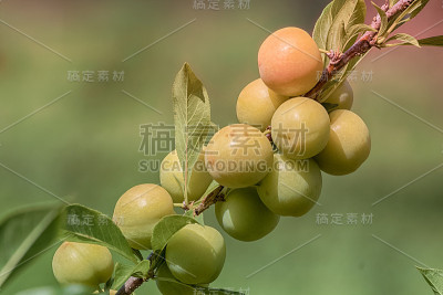 桃园里的树枝上结着桃子