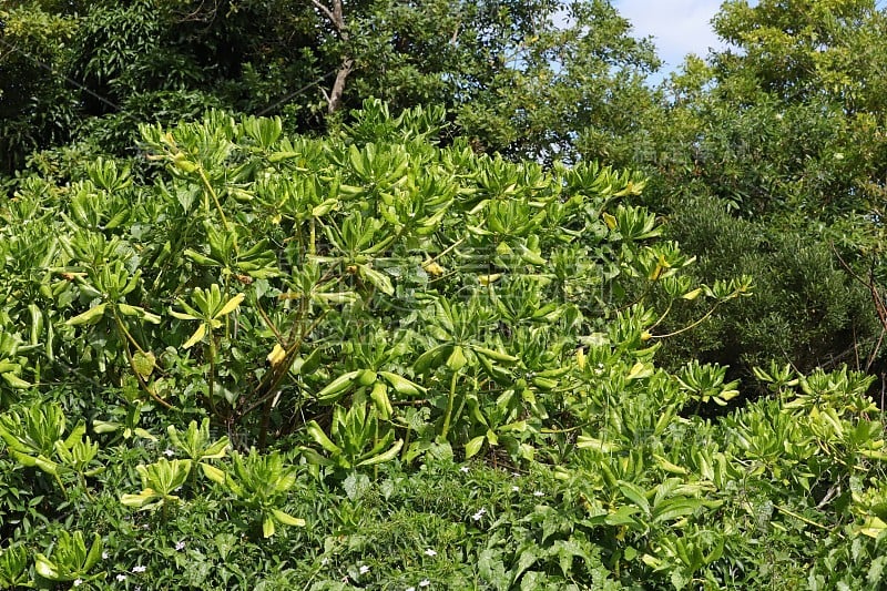 非洲，印度洋，Chamarel Mauritius