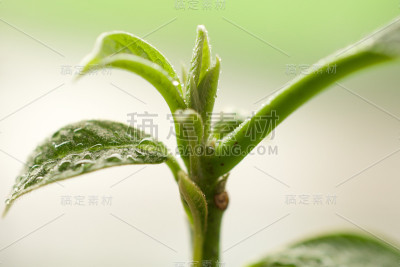 鳄梨发芽