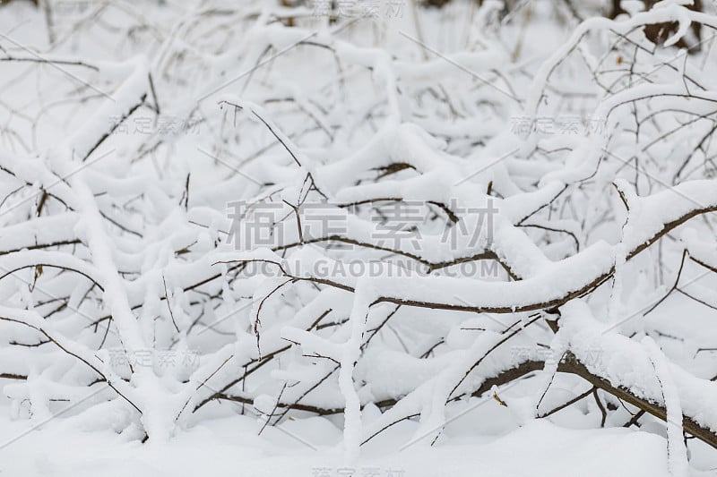 冬季森林。霜冻的景色和白雪覆盖的树木