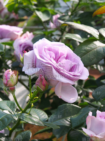 花