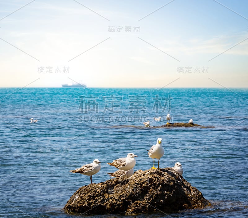 翠绿的大海中，一只白色的海鸥停在一块石头上