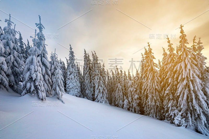 美丽的冬季山地景观。高大的墨绿色云杉覆盖着雪峰和多云的天空背景。