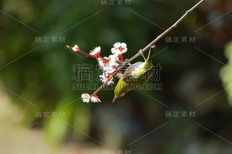 梅花白眼。日本春天的景象