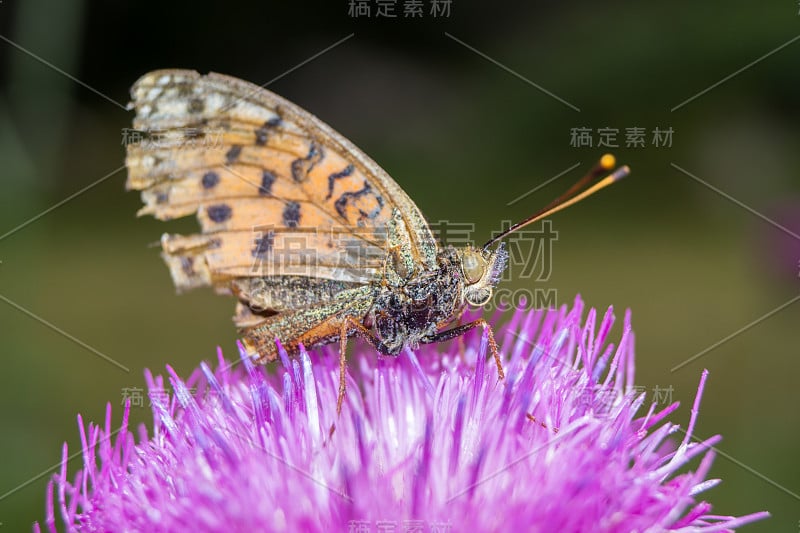 大蝴蝶在花上休息，蝴蝶在吮吸花蜜