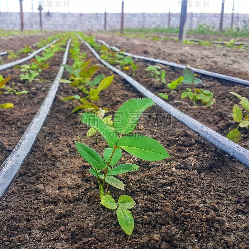 玫瑰的小芽。玫瑰之间有水管。该滴灌系统用清水配合温室内的玫瑰栽培。花业务。作物生产。