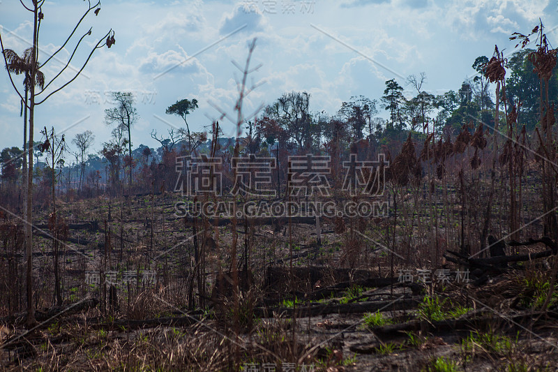 贾曼西姆国家森林内最近被烧毁和砍伐的地区。亚马逊雨林- Pará /巴西