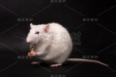 在黑暗背景下隔离的小白鼠