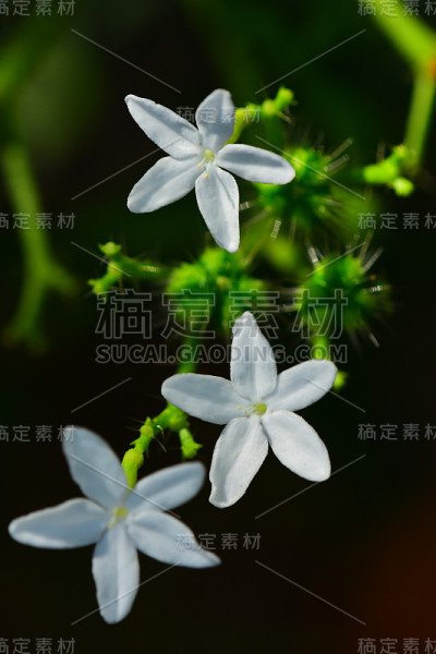 开花的刺荨麻与散焦的多刺的种子荚在背景