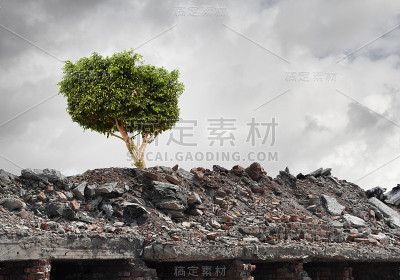 绿色的树
