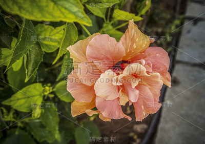 橘色花