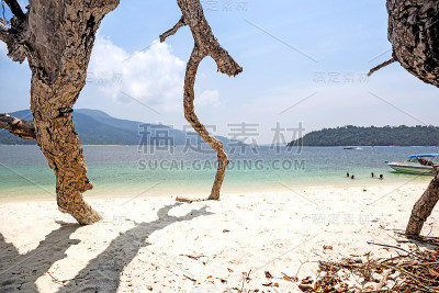 美丽的热带海滩和大海上的干树枝