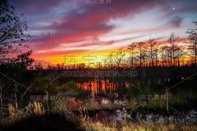 沼泽里美丽的日出