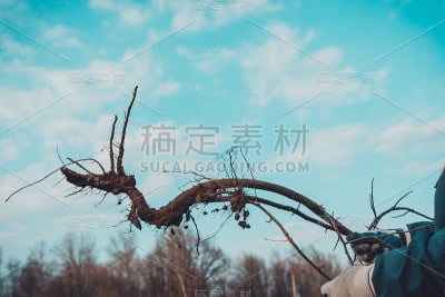 一位妇女双手捧着一棵树根连根拔起的小树，对着天空。