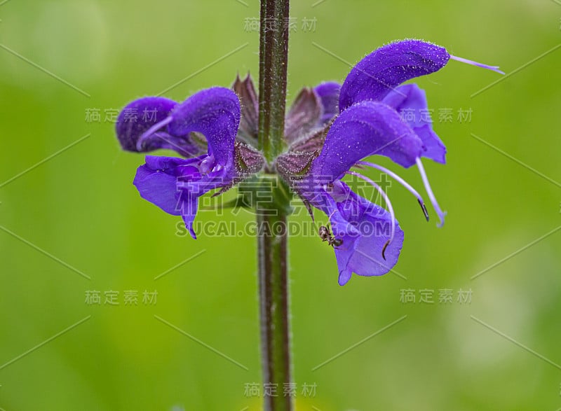 草地鼠尾草开花过程中蚂蚁的宏观活动无农药环保理念;