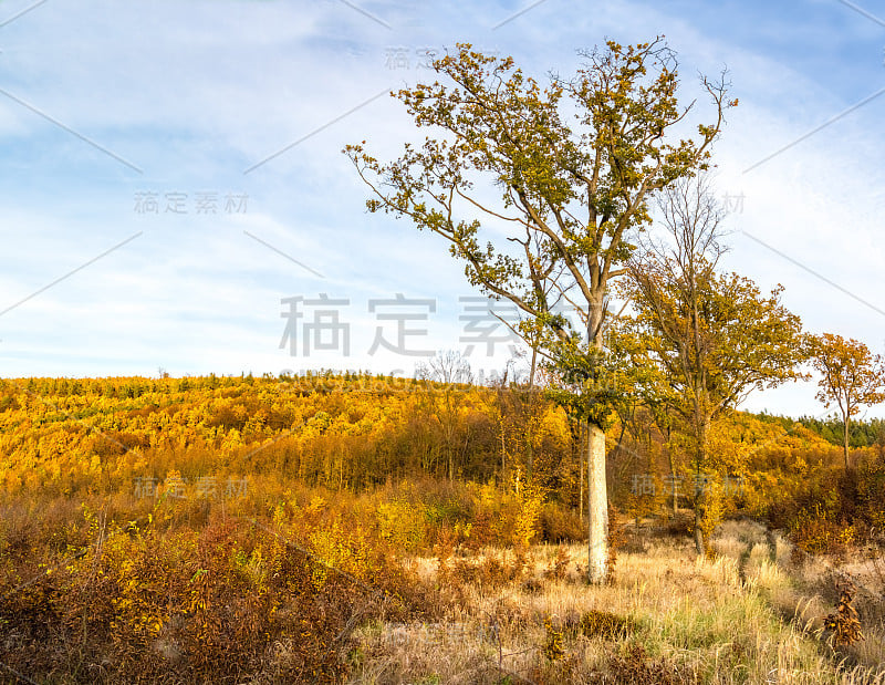 树木，道路和森林，丰富多彩的秋天景观